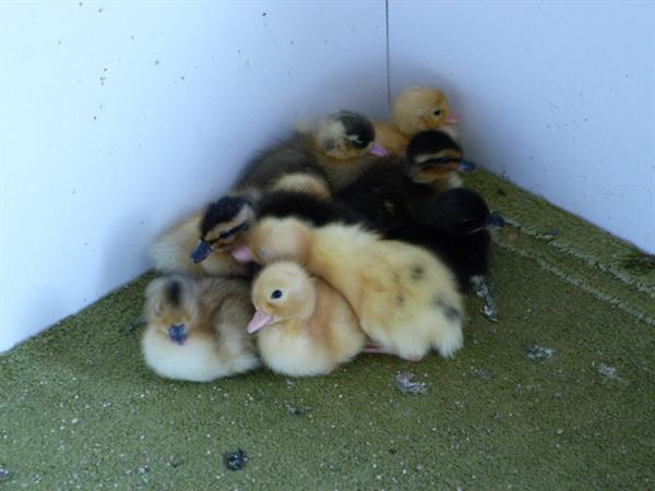 RIver Cottage Waterfowl (Cambridge) 18