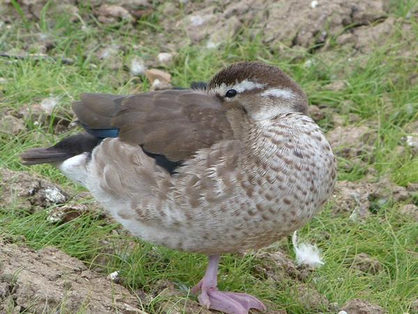 RIver Cottage Waterfowl (Cambridge) 27
