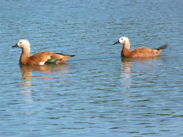 RIver Cottage Waterfowl (Cambridge) 36
